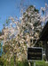 2010年秋に記念植樹の「しだれ桜」.JPGのサムネール画像のサムネール画像