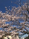 190404　スタッフ日記　桜.jpg