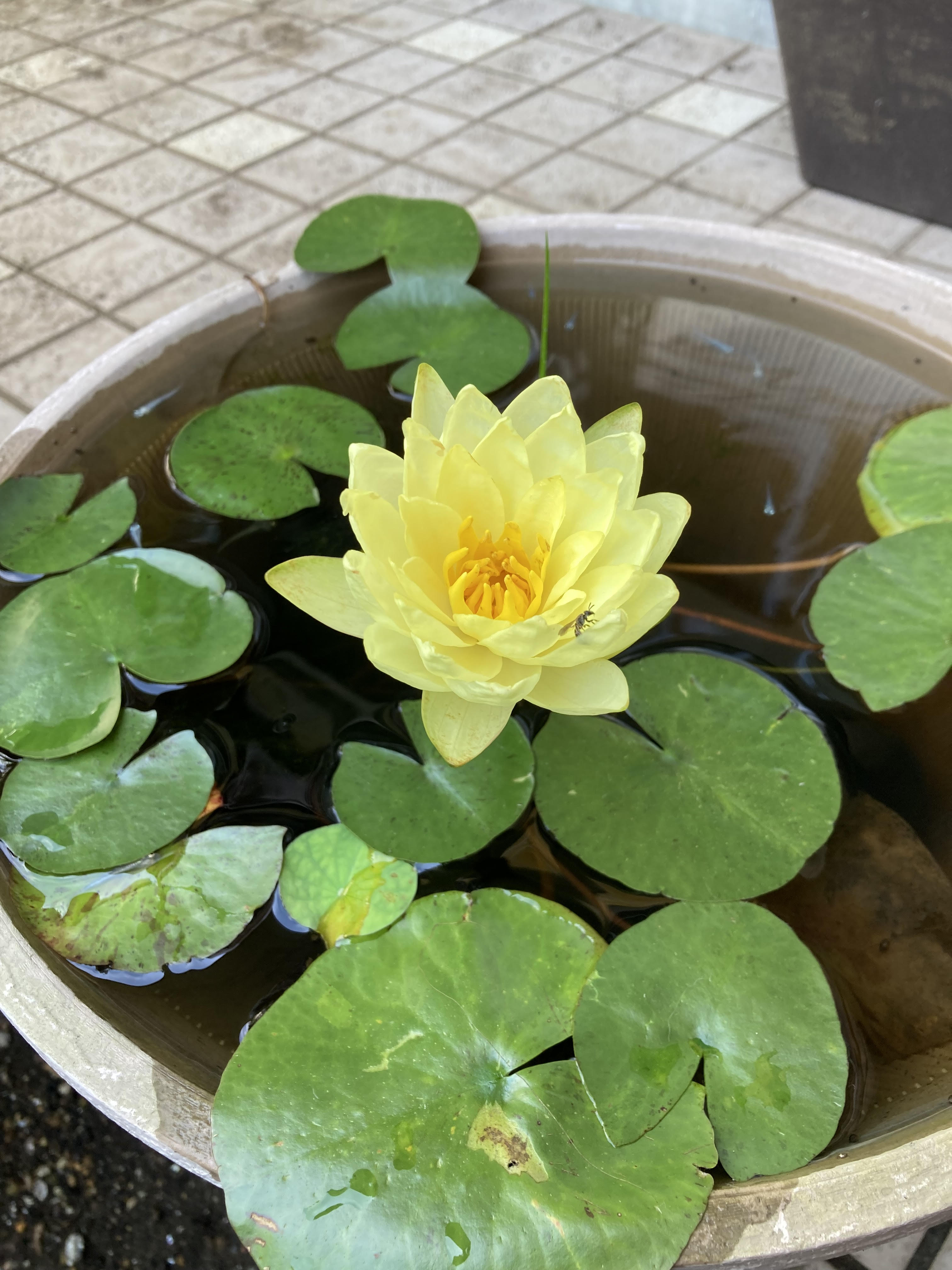 社会福祉法人藤沢育成会 よし介工芸館のスタッフ日記